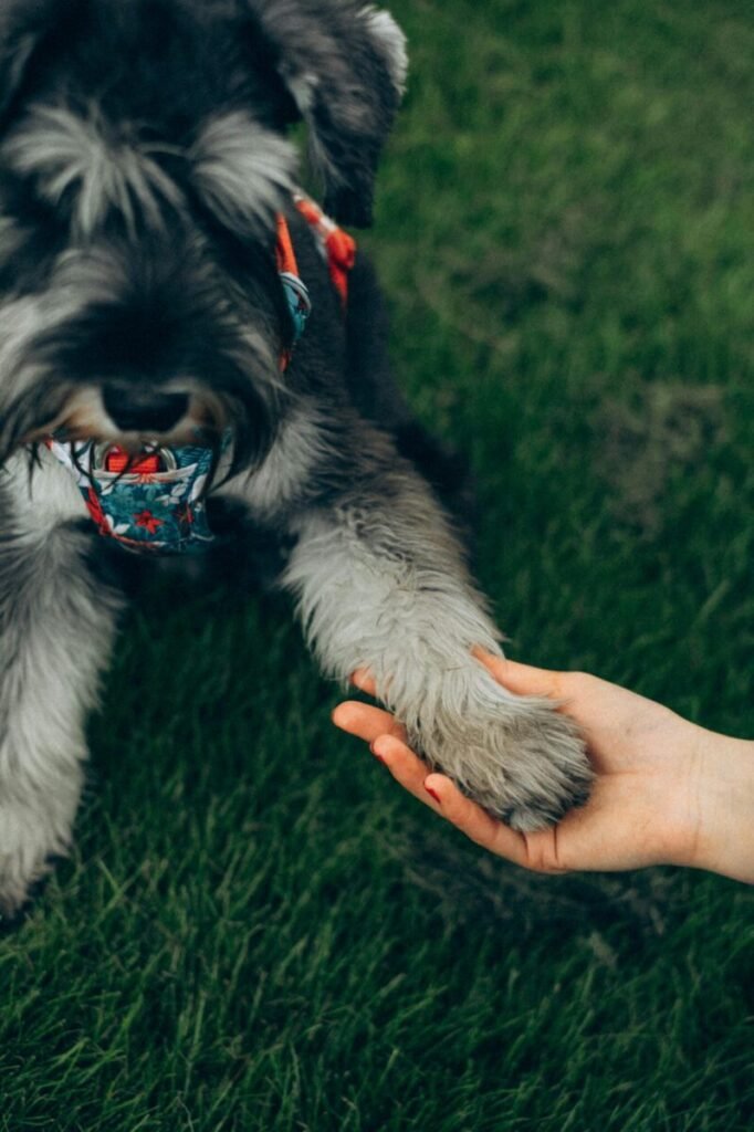 Cute Schnauzer dog giving paw to a human on a grassy field, fostering a bond.