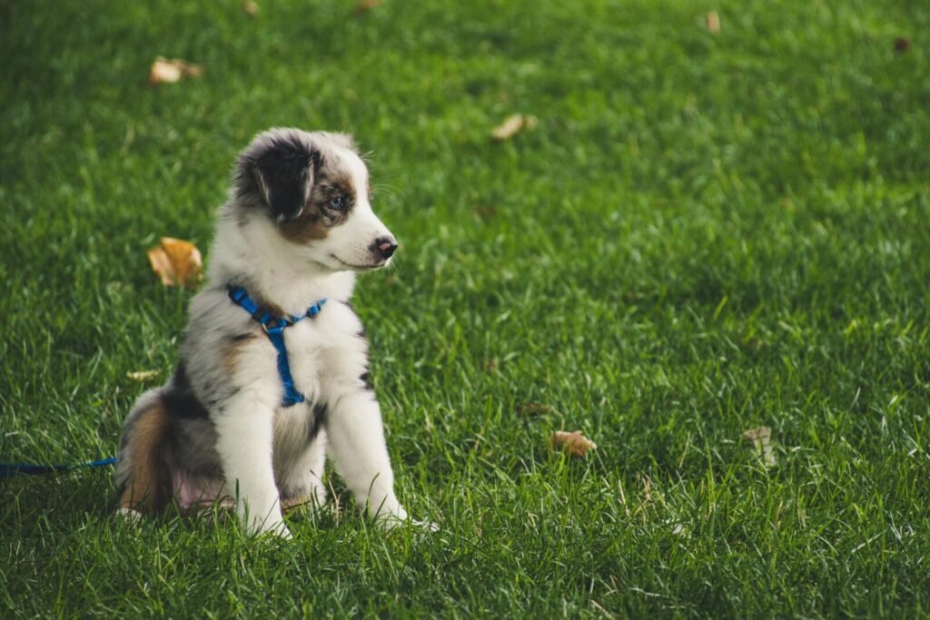Cute Australian Shepherd puppy with leash sitting on green grass outdoors.