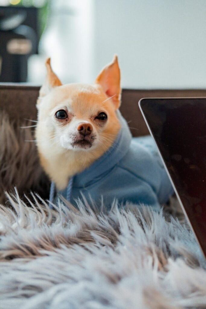 Charming Chihuahua in a cozy blue hoodie on a soft furry blanket, looking alert indoors.