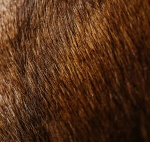 Detailed close-up of soft brown animal fur showcasing texture.