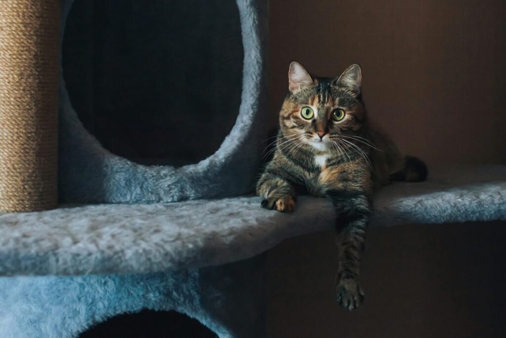A content tabby cat lounges on a plush cat tree, casting a curious gaze indoors.