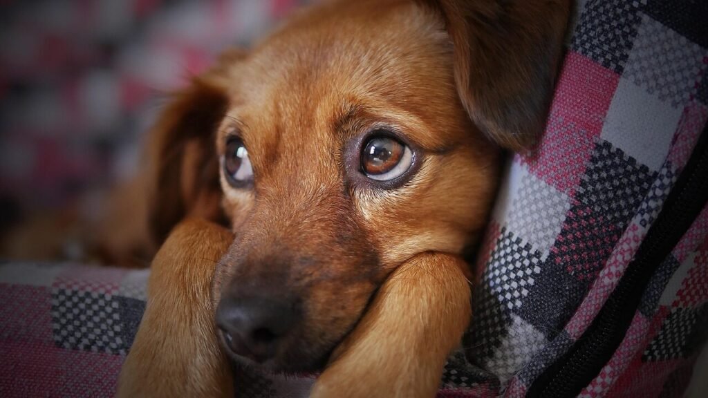 dog, cute, animal, pet, puppy, nature, looking, doggy, sad, eyes, adorable, beauty, brown, softness, tender, brown dog, brown animals, brown beauty, brown eye, brown puppy, brown pets