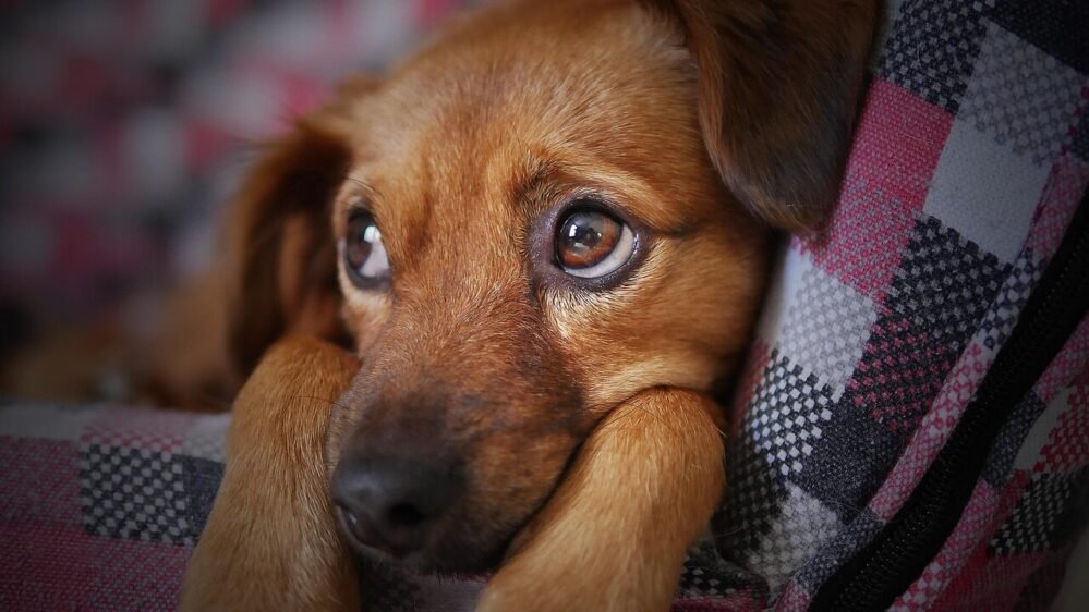 dog, cute, animal, pet, puppy, nature, looking, doggy, sad, eyes, adorable, beauty, brown, softness, tender, brown dog, brown animals, brown beauty, brown eye, brown puppy, brown pets