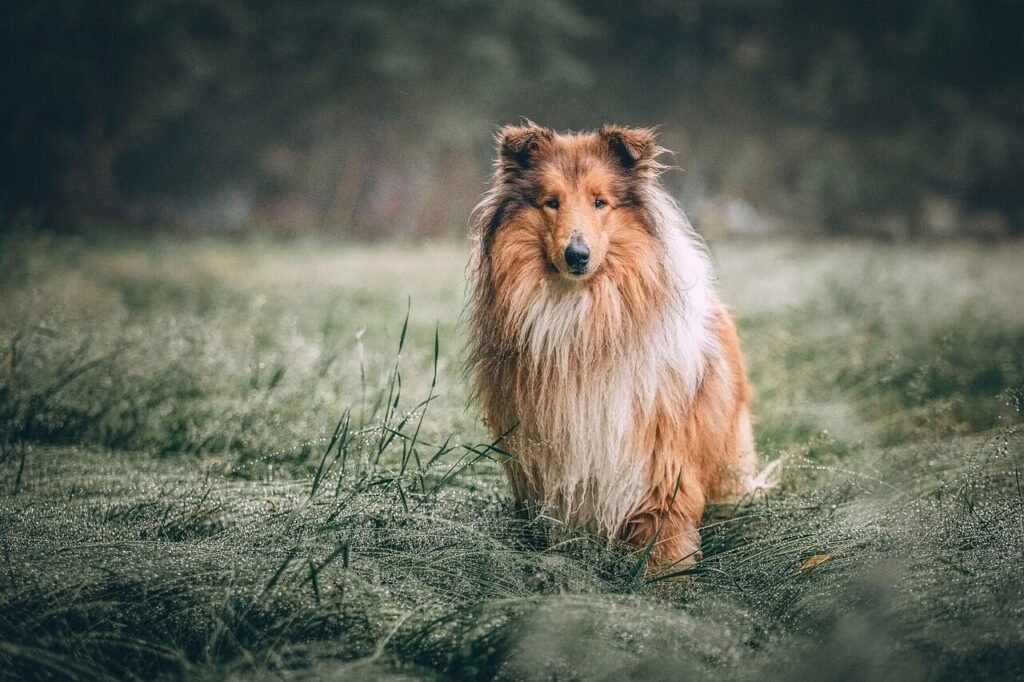 rough collie, dog, meadow, field, grass, grassland, park, animal, hairy, furry, canine, pet, animal world, domestic dog, mammal, nature, dog portrait, countryside, rural