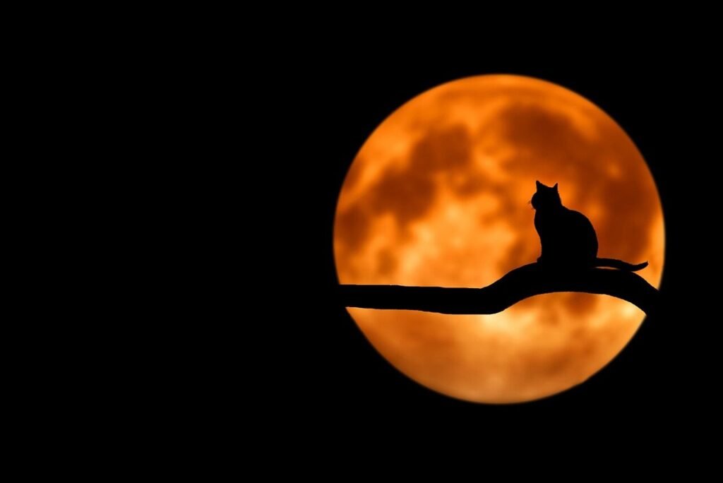 tree, cat, silhouette, moon, pet, full moon, moonlight, luna, lunar, cat silhouette, branch, night sky, animal, dark sky, night, backlighting, nature, black cat, halloween